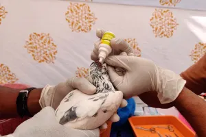 सूरत : उत्तरायण पर्व पर घायल पक्षियों के लिए 20 जनवरी तक 'करुणा' अभियान चलेगा 