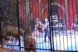 वायरल वीडियो : सर्कस में एक शेर ने रिंग मास्टर को अपना शिकार बनाया