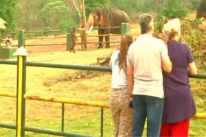 'द एलिफेंट व्हिस्परर्स' डॉक्यूमेंट्री के लिए ऑस्कर जीतने के बाद पर्यटक थेप्पाकडू हाथी शिविर देखने उमड़ रहे