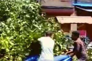 गुजरात : वलसाड में तेज हवा से पेड़ गिरा, मोपेड सवार परिवार दबा