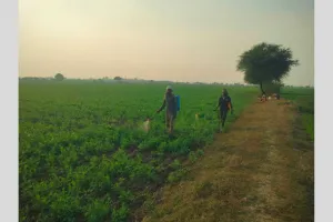 बुन्देलखंड : खेतों में लहलहाई फसलों पर अब कीड़ों का हमला