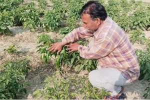 फतेहपुर के किसानों ने शुरू की शिमला मिर्च की खेती, आमदनी से खुश