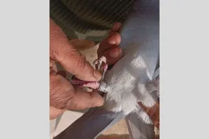 जैसलमेर में अंतरराष्ट्रीय सरहद पर पाकिस्तानी ड्रोन और कबूतर पकड़ा
