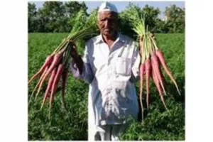 गाजर दिवस : जब गाजर की बुवाई के लिए किसान को मिला था पद्मश्री