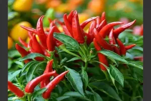 वडोदरा : नेचुरल खेती से मिर्च उत्पादन: मिट्टी की उपजाऊ क्षमता और फसल की गुणवत्ता बढ़ाने का टिकाऊ तरीका