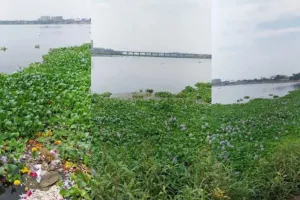 सूरत : तापी नदी में फिर बढ़ी जलकुंभी की समस्या, पानी की गुणवत्ता पर मंडराया खतरा