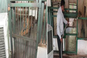 सूरत : सरथाना नेचर पार्क में जानवरों को गर्मी से बचाने के विशेष इंतज़ाम