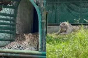 सूरत :  भीषण गर्मी में सरथाना ज़ू में जानवरों के लिए खास इंतज़ाम, बाघ-तेंदुओं के लिए कूलर और पक्षियों के लिए फव्वारे शुरू
