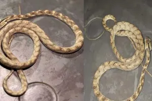 सूरत : मोटा वराछा में मिला दुर्लभ फोर्स्टन कैट स्नेक, सुरक्षित रेस्क्यू