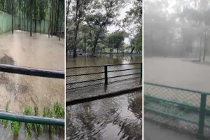 सूरत :भारी बारिश के बीच भी नेचर पार्क पहुंच गए 55 पर्यटक, सुरक्षा के लिए जानवरों को नाइट शेल्टर में किया गया शिफ्ट