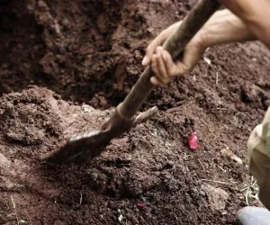 हैदराबाद: दुर्लभ चील उल्लू के अंडे सेने के लिए खदान में जारी काम को रोका गया