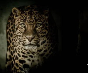 इंसानों पर तेंदुओं के हमले रोकने के लिए जंगलों में बकरियां छोड़ी जा सकती हैं: महाराष्ट्र के मंत्री