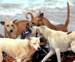 सूरत : सुप्रीम कोर्ट के निर्देश के बाद शहर में आवारा श्वानों पर सख्ती, अस्पताल–स्कूलों में होगी बाड़बंदी