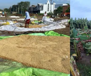 सूरत : जिले में तेज हवाओं और बेमौसम बारिश से भारी नुकसान, किसानों ने मुआवजे की मांग की