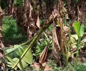 सूरत : बेमौसम बारिश और मिनी तूफान से प्रभावित किसानों को मिलेगी राहत, सरकार देगी मुआवजा
