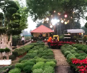 बढ़ते प्रदूषण के बीच पर्यावरण हितैषी पौधों पर ग्रीनवेज नर्सरी दे रही है भारी छूट