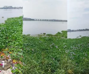 सूरत : तापी नदी में फिर बढ़ी जलकुंभी की समस्या, पानी की गुणवत्ता पर मंडराया खतरा