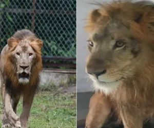 सूरत : सरथाना नेचर पार्क में शेर ‘आर्या’ की मौत, किडनी बीमारी से जंगल का राजा हुआ खामोश