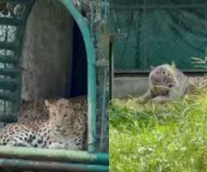 सूरत :  भीषण गर्मी में सरथाना ज़ू में जानवरों के लिए खास इंतज़ाम, बाघ-तेंदुओं के लिए कूलर और पक्षियों के लिए फव्वारे शुरू