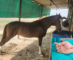 सूरत : घोड़े को गाजर खिलाते समय NRI का अंगूठा कटा, चार घंटे की माइक्रो सर्जरी से डॉक्टरों ने बचाया