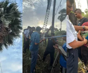 सूरत : 45 फीट ऊंचे ताड़ के पेड़ पर फंसे राष्ट्रीय पक्षी मोर का सफल रेस्क्यू